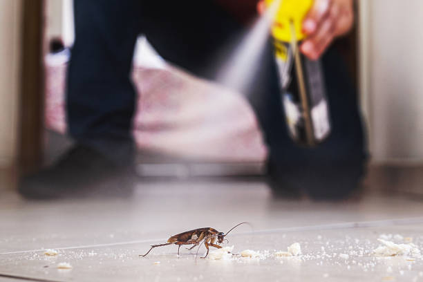 Best Affordable Pest Control Services  in Morro Bay, CA