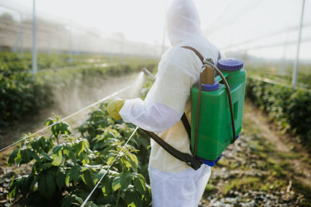 Best Pest Removal Services  in Morro Bay, CA